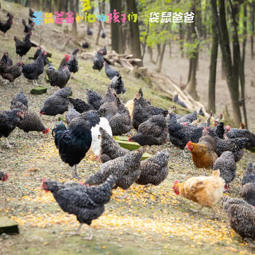 【村长实地考察丨源朴有机芦花鸡/鸡蛋系列】千亩槐林自然散养，500天以上成长周期，全程有机生态养殖，鸡肉肉质紧实细腻，鸡蛋进口设备灭菌消毒分选，营养丰富腥味小 商品图4