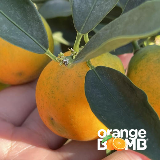 【最后两天 果子很嫩！ 】金桔天花板-脆蜜金柑 皮脆肉嫩超多汁  顺丰快递 商品图8