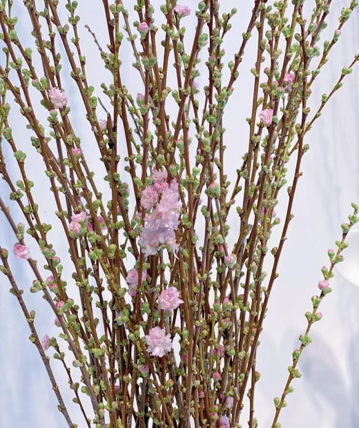 【希望 纯洁】珍珠李 粉色  约10枝/扎 商品图7