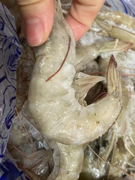 南美对虾 商品图1