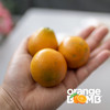 【最后两天 果子很嫩！ 】金桔天花板-脆蜜金柑 皮脆肉嫩超多汁  顺丰快递 商品缩略图3