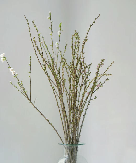 【希望 纯洁】珍珠李 粉色  约10枝/扎 商品图3