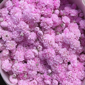 千万星--吸色·粉色