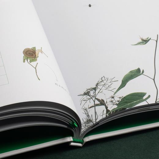 【微瑕无塑封】虫子旁（少儿精选版）超受小朋友们欢迎的“中国好书” 朱赢椿 著 商品图6