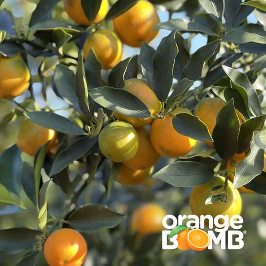 【最后两天 果子很嫩！ 】金桔天花板-脆蜜金柑 皮脆肉嫩超多汁  顺丰快递 商品图4