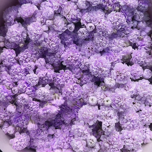 千万星--吸色·紫色 商品图0