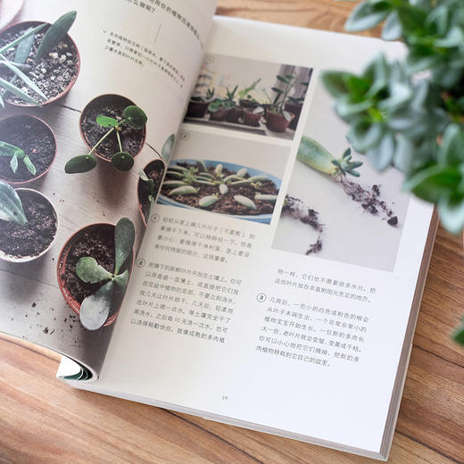 何为理想生活 与植物同居，更有格调地生活 商品图7