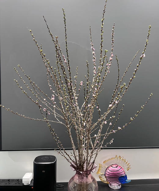 【希望 纯洁】珍珠李 粉色  约10枝/扎 商品图4