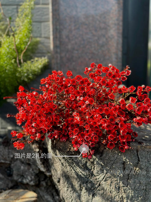 【红色腊梅+白色小花瓶】1扎约3-4支/份 （约200-250g）长约50-55cm 商品图1