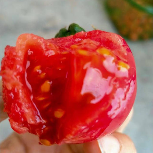 原味一号番茄🍅除了贵就是出奇的好吃，口感比草莓柿子更极致，爆汁，浓郁番茄香，酸甜比完美！三斤/箱 商品图0