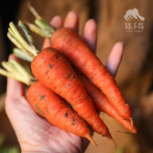 生态迷你胡萝卜（小小个） | 绿家自产* organic carrot | Self-production 商品图2