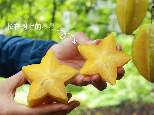 真正树上熟｜甜杨桃 商品图7