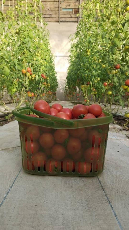 原味一号番茄🍅除了贵就是出奇的好吃，口感比草莓柿子更极致，爆汁，浓郁番茄香，酸甜比完美！三斤/箱 商品图3