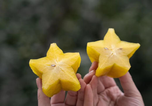 真正树上熟｜甜杨桃 商品图6