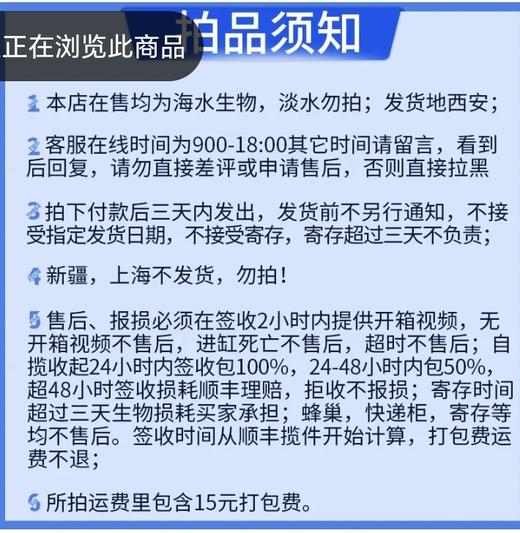 短狮子 商品图3