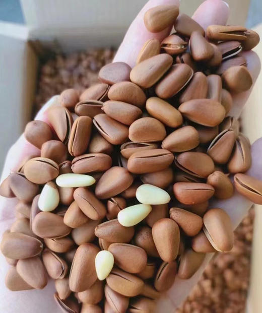 【🐿️·东北松子】
东北的野生松子 易开口，大颗粒 颗颗臻选 粒粒饱满 ，醇香浓郁 香脆可口，品质保证！500克/袋 商品图3