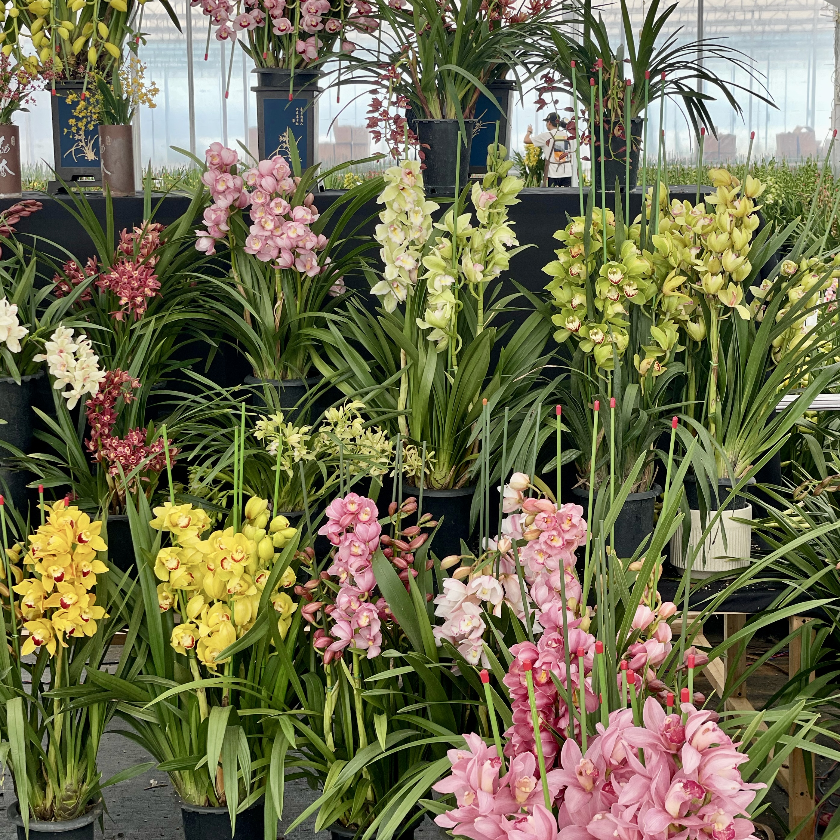 【大花蕙兰.立兰盆栽】1盆/份 黑色加仑盆发货