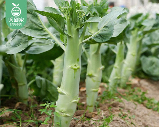 有艺田高山芥兰杆/1份（约300g） 商品图2