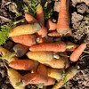 生态迷你胡萝卜（小小个） | 绿家自产* organic carrot | Self-production 商品缩略图3