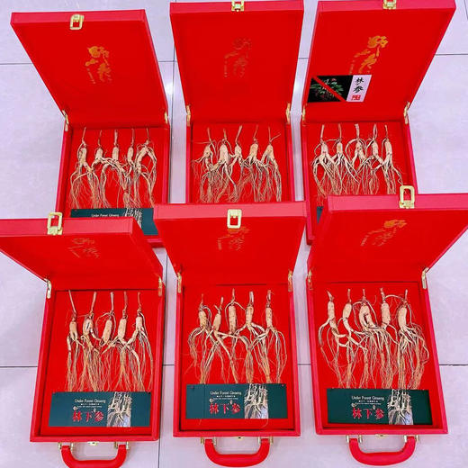 东北野山参 红皮林下参（5只装） 参龄8年左右 商品图4