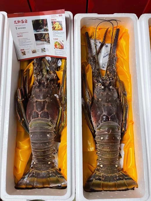 熊小爱古巴大龙虾 商品图5