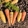 生态迷你胡萝卜（小小个） | 绿家自产* organic carrot | Self-production 商品缩略图0