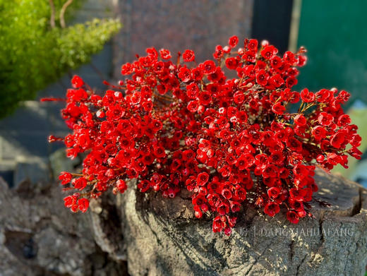 【红色腊梅+白色小花瓶】1扎约3-4支/份 （约200-250g）长约50-55cm 商品图3