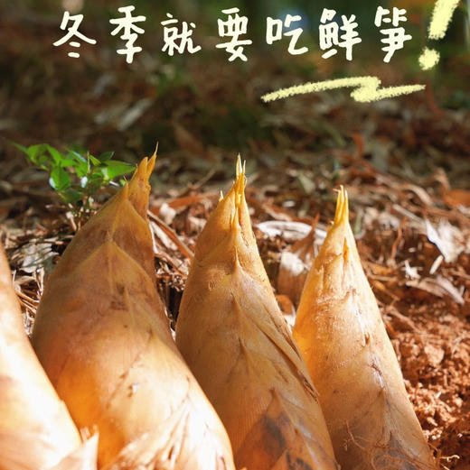 鲜冬笋！有了它，轻松做出大厨级的冬笋料理。被誉为“‭植物的鱼翅”，⁬现挖现发，1.5斤/袋，约2-3个 商品图1