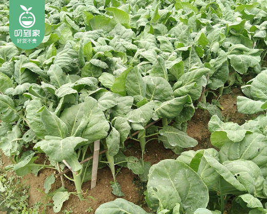 有艺田高山芥兰杆/1份（约300g） 商品图4