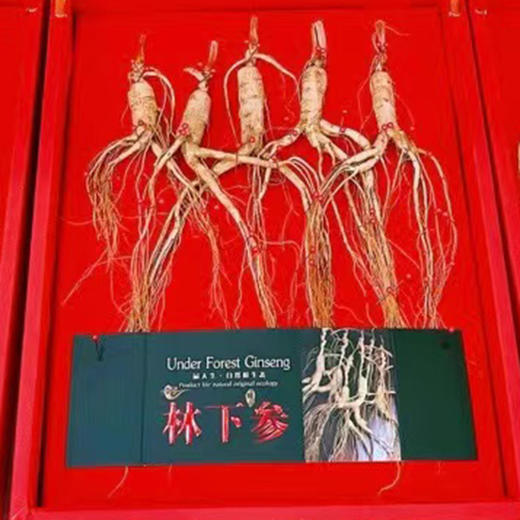东北野山参 红皮林下参（5只装） 参龄8年左右 商品图3