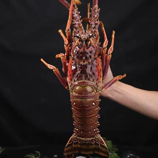 熊小爱古巴大龙虾 商品图1