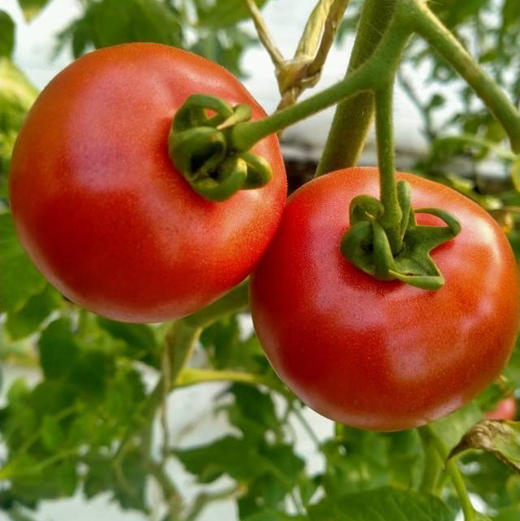 原味一号番茄🍅除了贵就是出奇的好吃，口感比草莓柿子更极致，爆汁，浓郁番茄香，酸甜比完美！三斤/箱 商品图2
