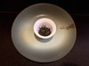 2023春  菜茶品种  果香金骏眉 武夷山 星村镇 250克 OR 500克 商品缩略图0