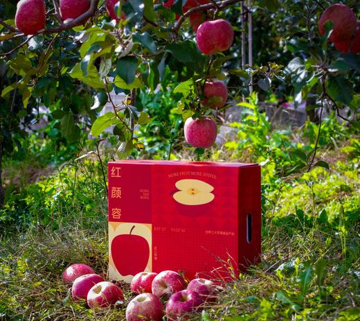 【悦多】苹果正宗红颜容8果整箱水果包邮 商品图0