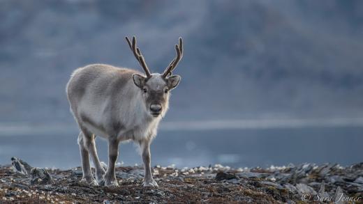 朗伊尔城登船下船接送（ 红士邮轮斯瓦尔巴环游8.8-8.14） 商品图3