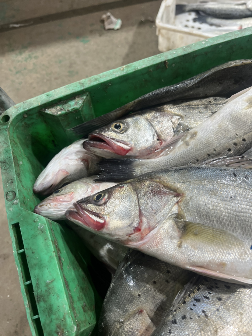 刚刚上岸的鲈鱼