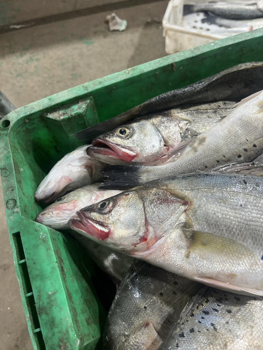 刚刚上岸的鲈鱼 商品图0