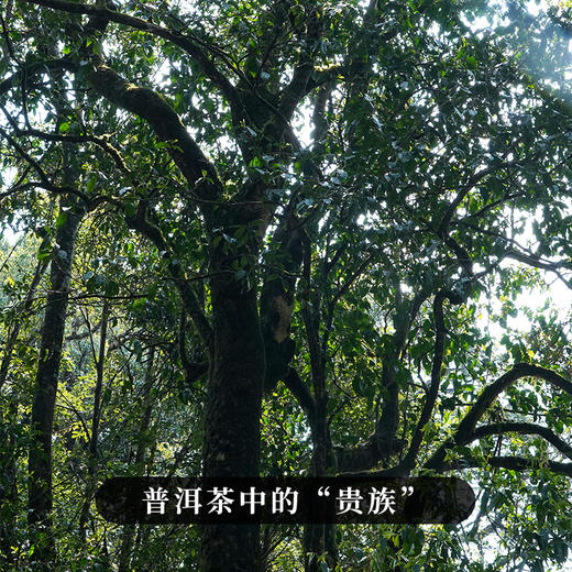 【那卡】2023年头春勐宋小班章勐海普洱茶生茶357g/饼 拍5发6 商品图5