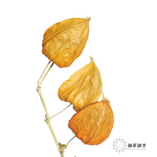 永生花材 | 酸浆果 商品图1