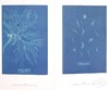 预售 【中商原版】Anna Atkins: Blue Prints 进口艺术 安娜-阿特金斯 蓝色版画 商品缩略图4