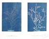 预售 【中商原版】Anna Atkins: Blue Prints 进口艺术 安娜-阿特金斯 蓝色版画 商品缩略图7