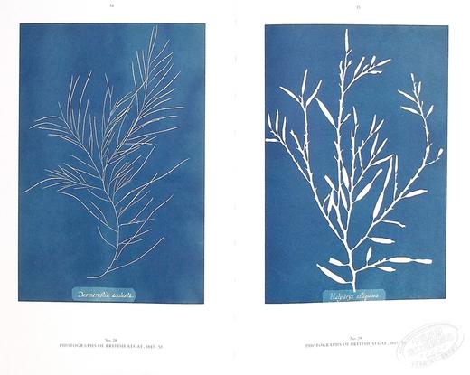 预售 【中商原版】Anna Atkins: Blue Prints 进口艺术 安娜-阿特金斯 蓝色版画 商品图7