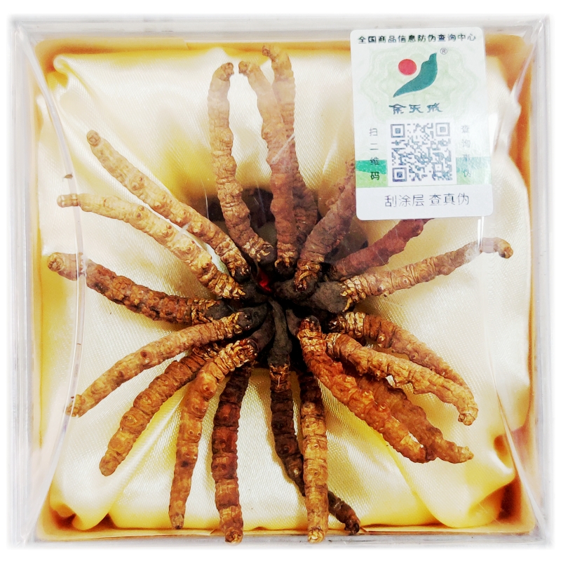 余天成 冬虫夏草（普三）5克