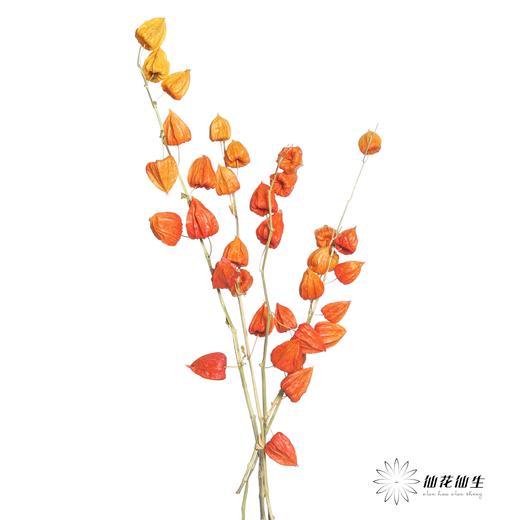 永生花材 | 酸浆果 商品图2