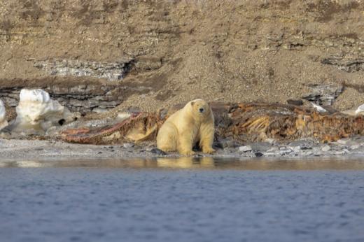朗伊尔城登船下船接送（ 红士邮轮斯瓦尔巴环游8.8-8.14） 商品图2