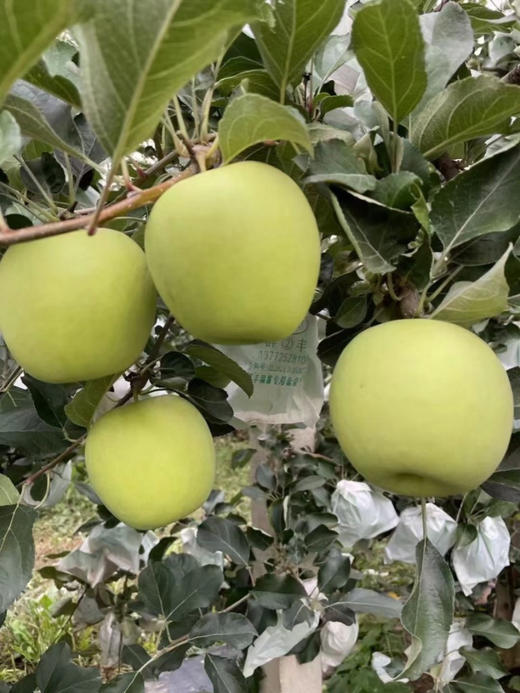 陕西：瑞雪苹果，妥妥国货之光，西北农林科技大学科研团队历经14年培育出的优质晚熟品种，深耕黄土高原，在数万次的实验中才研发出一颗极好种植、口感、颜值于一身！脆甜，口感一点不输阿克苏！4.5斤/箱 商品图1