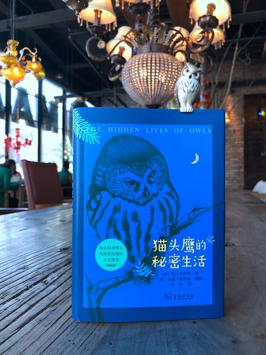 猫头鹰的秘密生活 商品图3