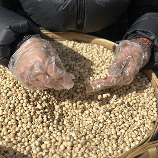 藏贝母，藏区每年的产量不足需求量的2%，内地很少见到的珍品 商品图0