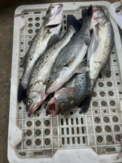 刚刚上岸的鲈鱼 商品图3