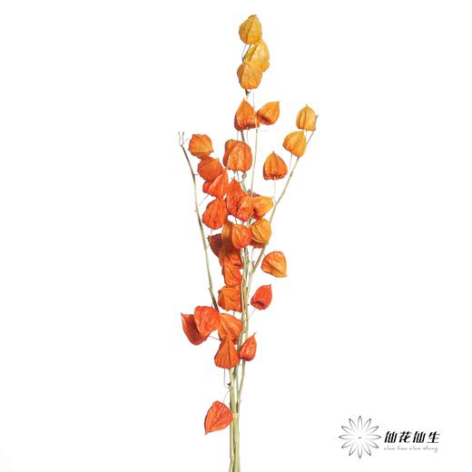 永生花材 | 酸浆果 商品图5